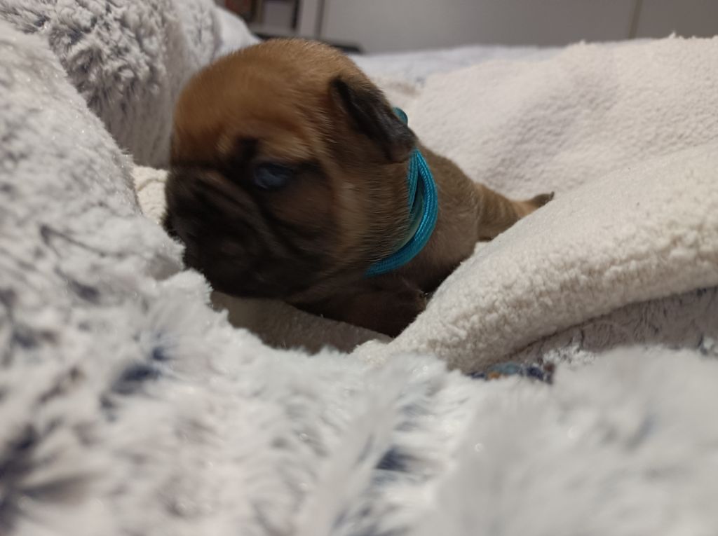 Des Bouilles Ecrasées - Chiot disponible  - Bouledogue français