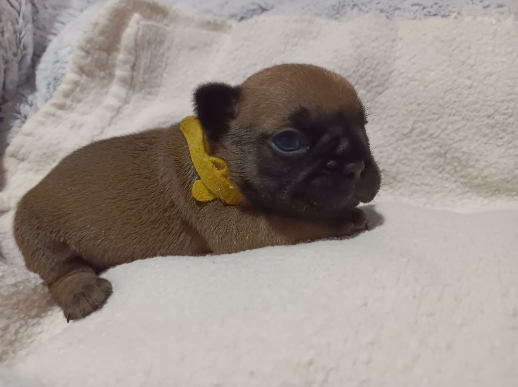 Des Bouilles Ecrasées - Chiot disponible  - Bouledogue français