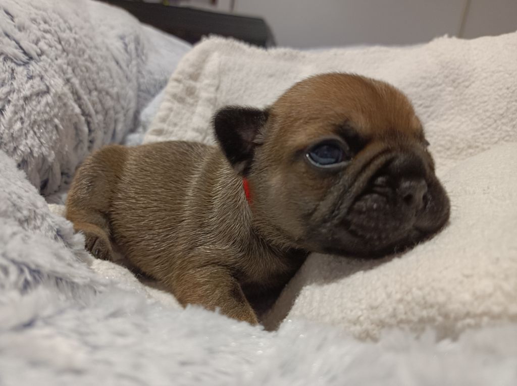 Des Bouilles Ecrasées - Chiot disponible  - Bouledogue français