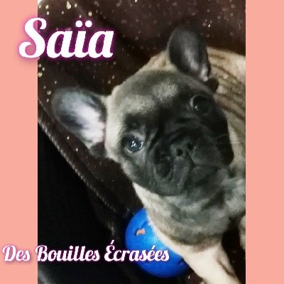 Saïa 