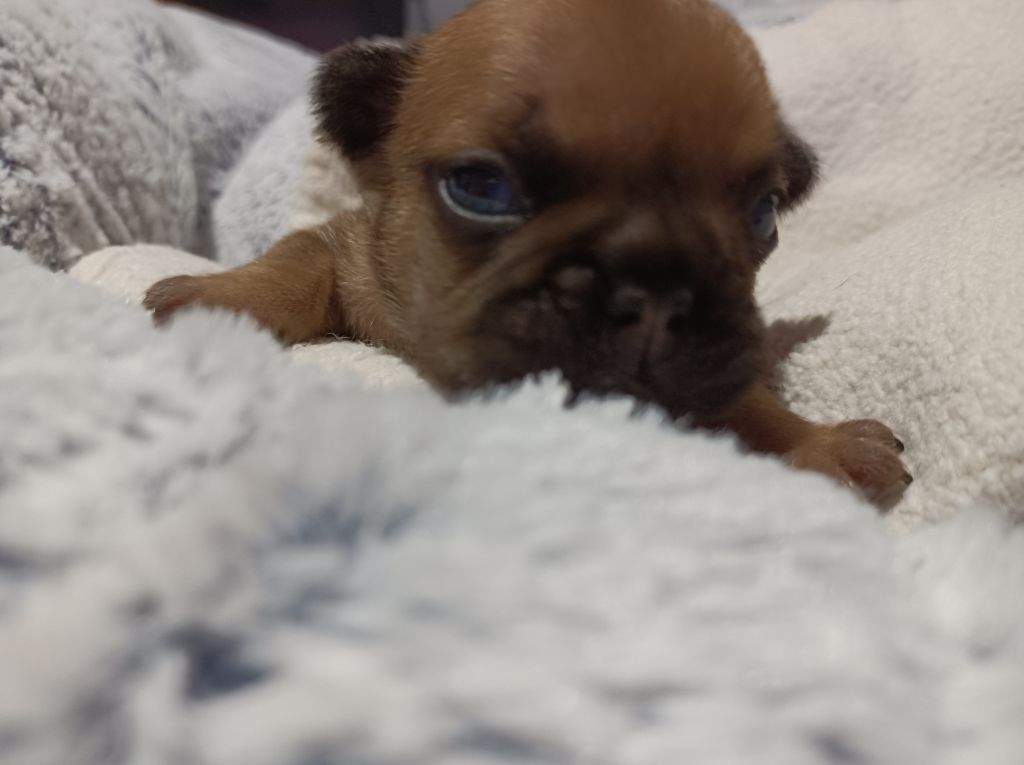 Des Bouilles Ecrasées - Chiot disponible  - Bouledogue français