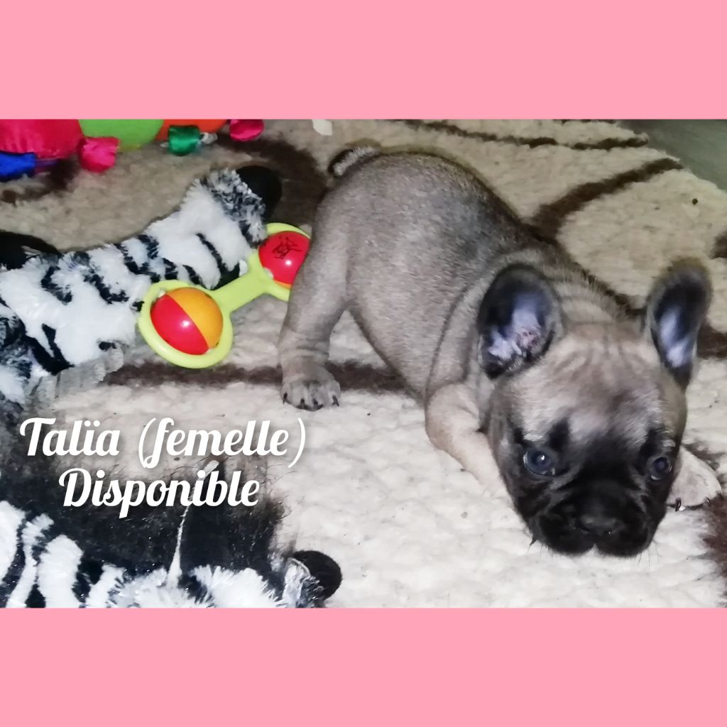 chiot Bouledogue français Des Bouilles Ecrasées