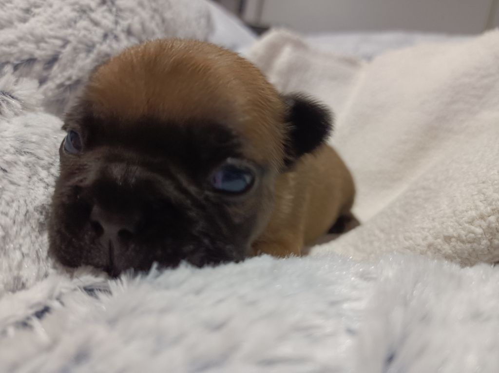 Des Bouilles Ecrasées - Chiot disponible  - Bouledogue français