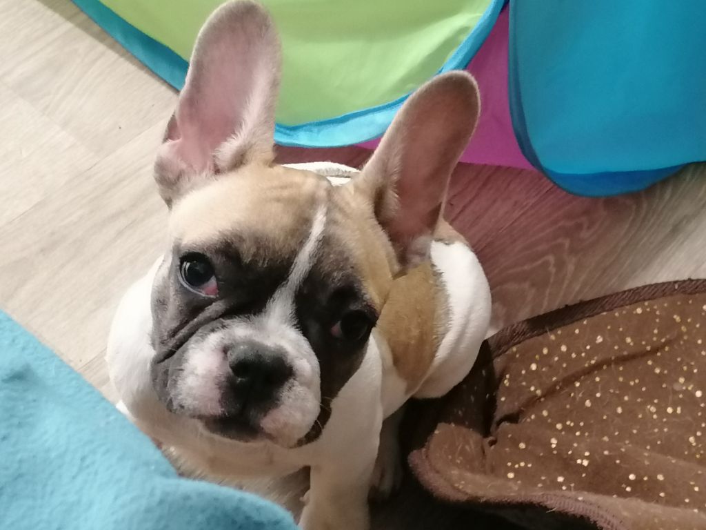 Tia Des Bouilles Ecrasées