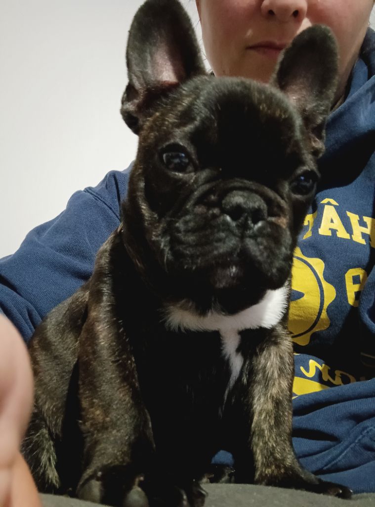 Valentino De La Cour De Mimali