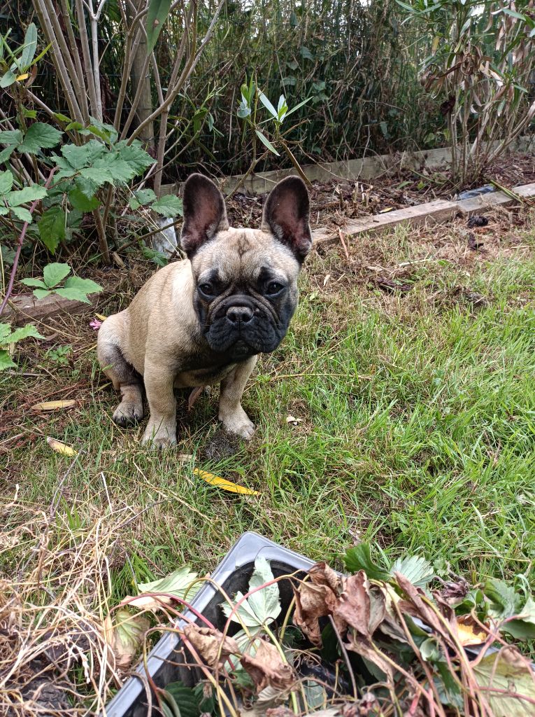 Des Bouilles Ecrasées - Chiots disponibles - Bouledogue français