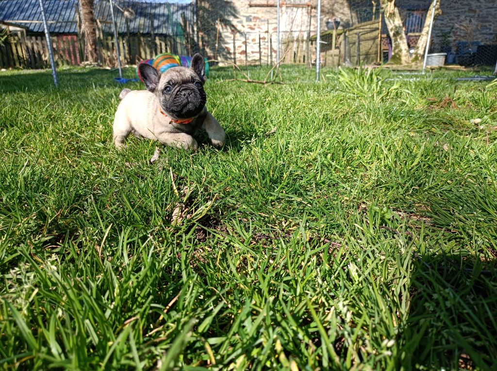 Des Bouilles Ecrasées - Chiots disponibles - Bouledogue français