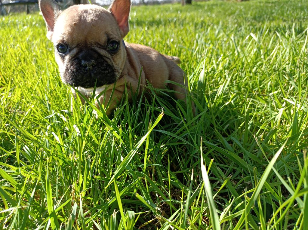 Des Bouilles Ecrasées - Chiots disponibles - Bouledogue français