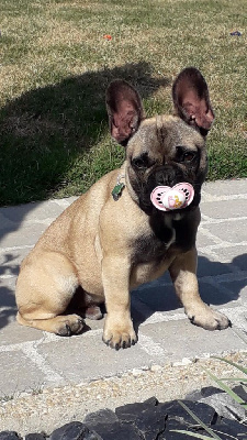 Amos 