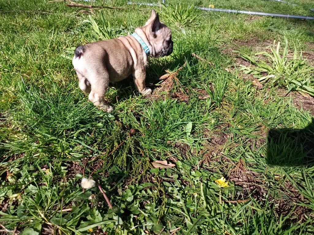 Des Bouilles Ecrasées - Chiots disponibles - Bouledogue français